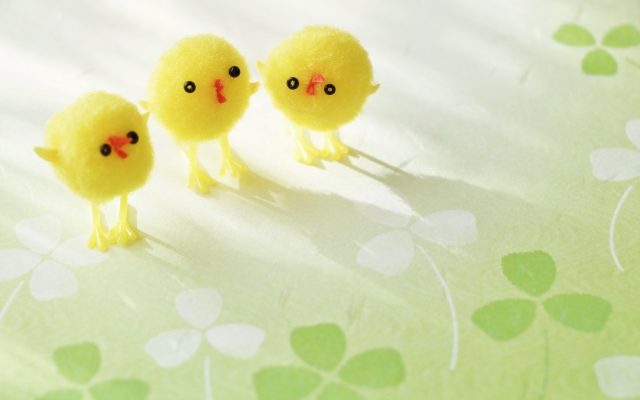 ひよこ クローバー